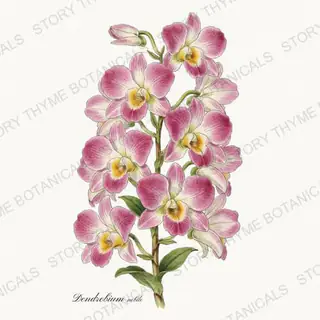 Dendrobium Nobile — vintage botanical Orchids print on a white background