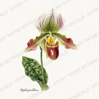 Paphiopedilum — vintage botanical Orchids print on a white background