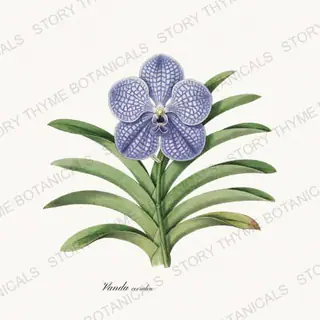 Vanda Coerulea — vintage botanical Orchids print on a white background
