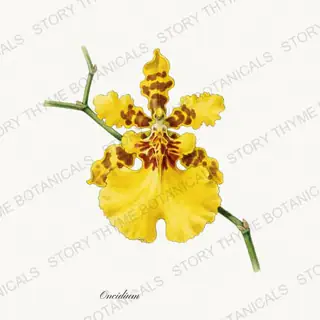 Oncidium — vintage botanical Orchids print on a white background