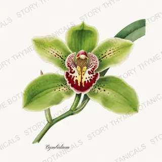 Cymbidium — vintage botanical Orchids print on a white background