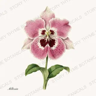 Miltonia — vintage botanical Orchids print on a white background
