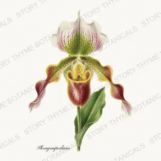Phragmipedium — vintage botanical Orchids print on a white background