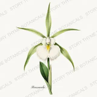 Brassavola — vintage botanical Orchids print on a white background
