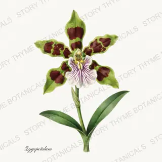 Zygopetalum — vintage botanical Orchids print on a white background