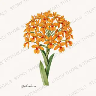 Epidendrum — vintage botanical Orchids print on a white background