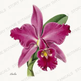 Laelia — vintage botanical Orchids print on a white background