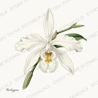 Coelogyne — vintage botanical Orchids print on a white background