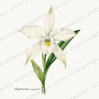 Angraecum Sesquipedale — vintage botanical Orchids print on a white background