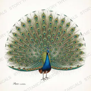 Peacock Fanned Train — vintage botanical Ornamental Fowl print on a white background