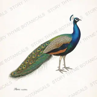 Peacock Profile — vintage botanical Ornamental Fowl print on a white background