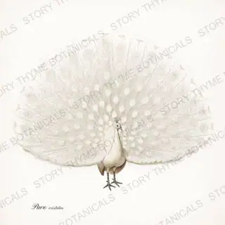 White Peacock — vintage botanical Ornamental Fowl print on a white background