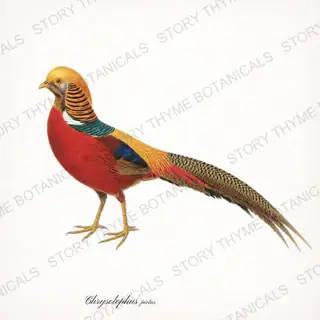 Golden Pheasant — vintage botanical Ornamental Fowl print on a white background