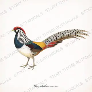 Lady Amherst Pheasant — vintage botanical Ornamental Fowl print on a white background