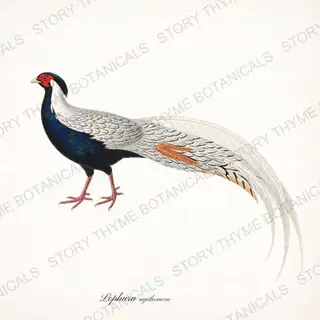 Silver Pheasant — vintage botanical Ornamental Fowl print on a white background