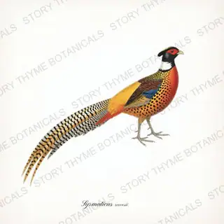 Reeves Pheasant — vintage botanical Ornamental Fowl print on a white background