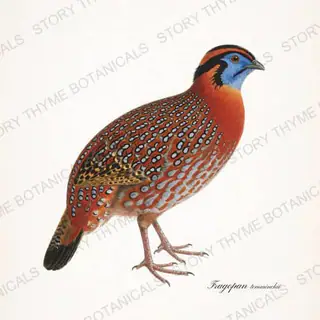 Temmincks Tragopan — vintage botanical Ornamental Fowl print on a white background