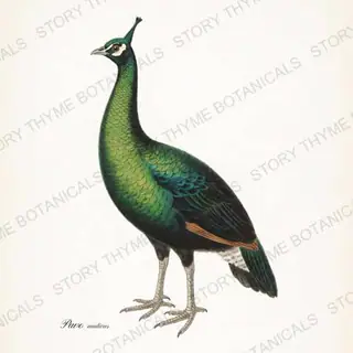 Green Peafowl — vintage botanical Ornamental Fowl print on a white background