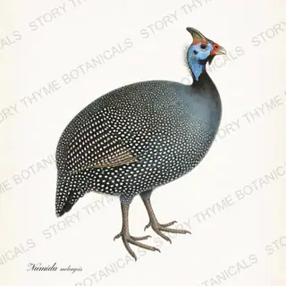 Helmeted Guineafowl — vintage botanical Ornamental Fowl print on a white background