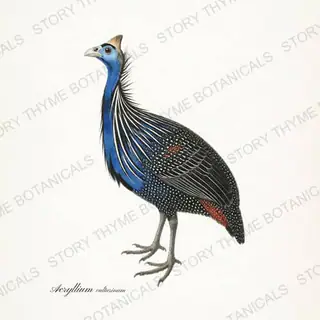 Vulturine Guineafowl — vintage botanical Ornamental Fowl print on a white background