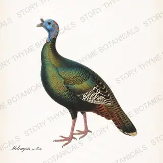 Ocellated Turkey — vintage botanical Ornamental Fowl print on a white background