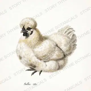 Silkie Chicken — vintage botanical Ornamental Fowl print on a white background