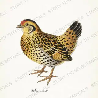 Sebright Bantam — vintage botanical Ornamental Fowl print on a white background