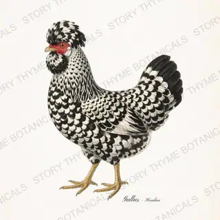 Houdan Chicken — vintage botanical Ornamental Fowl print on a white background