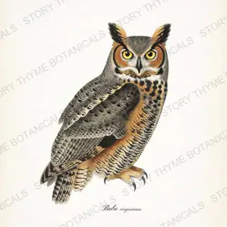 Great Horned Owl — vintage botanical The Owl Collection print on a white background