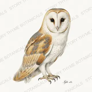 Barn Owl — vintage botanical The Owl Collection print on a white background