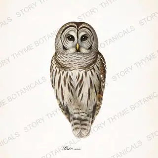 Barred Owl — vintage botanical The Owl Collection print on a white background