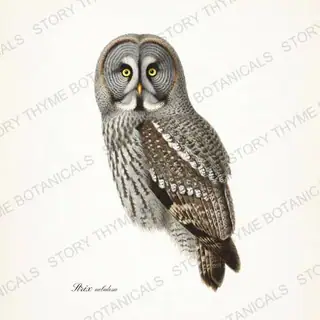 Great Gray Owl — vintage botanical The Owl Collection print on a white background