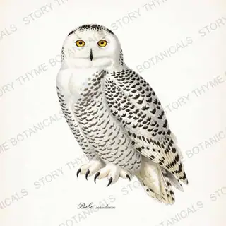 Snowy Owl — vintage botanical The Owl Collection print on a white background
