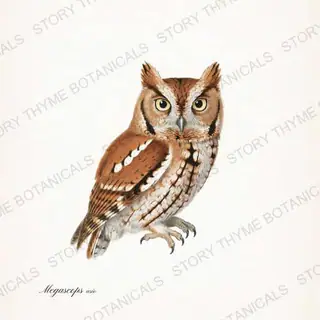 Eastern Screech Owl — vintage botanical The Owl Collection print on a white background