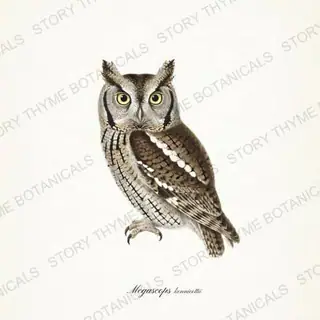 Western Screech Owl — vintage botanical The Owl Collection print on a white background