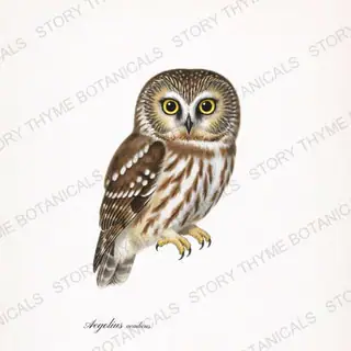 Northern Saw Whet Owl — vintage botanical The Owl Collection print on a white background