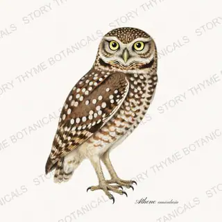 Burrowing Owl — vintage botanical The Owl Collection print on a white background