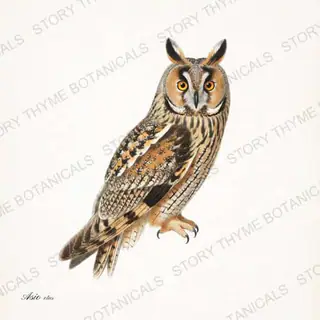 Long Eared Owl — vintage botanical The Owl Collection print on a white background