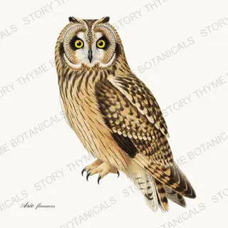Short Eared Owl — vintage botanical The Owl Collection print on a white background