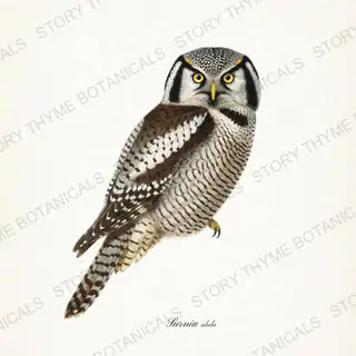 Northern Hawk Owl — vintage botanical The Owl Collection print on a white background