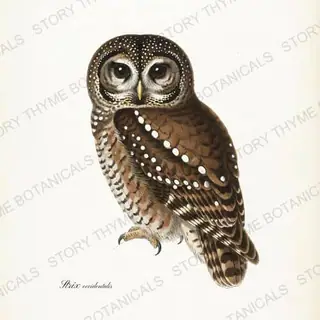 Spotted Owl — vintage botanical The Owl Collection print on a white background