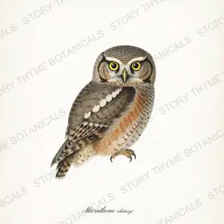 Elf Owl — vintage botanical The Owl Collection print on a white background
