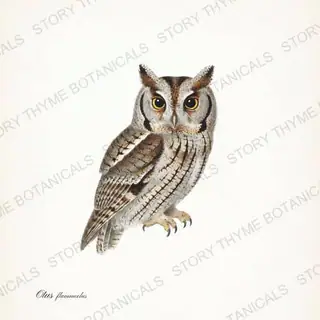 Flammulated Owl — vintage botanical The Owl Collection print on a white background