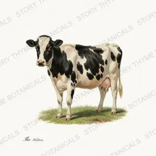 Holstein — vintage botanical The Pasture print on a white background