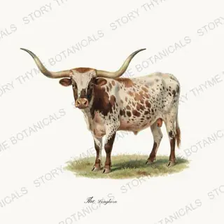 Longhorn — vintage botanical The Pasture print on a white background