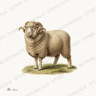 Merino — vintage botanical The Pasture print on a white background