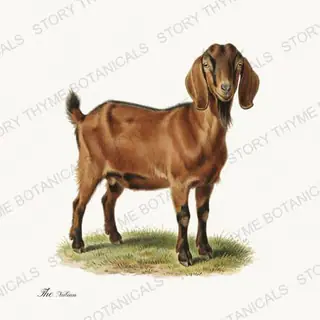 Nubian — vintage botanical The Pasture print on a white background