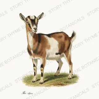 Alpine Goat — vintage botanical The Pasture print on a white background