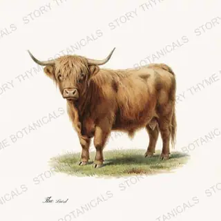 Highland Bull — vintage botanical The Pasture print on a white background