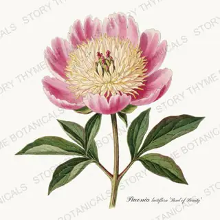 Bowl of Beauty — vintage botanical Peonies print on a white background